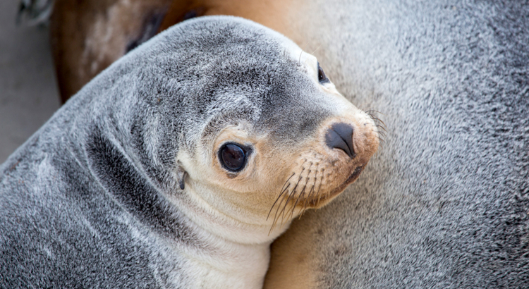 Australien Südaustralien Kangaroo Island Seal Bay Conservation Park Seehundbaby  Foto SATC Chris Bray